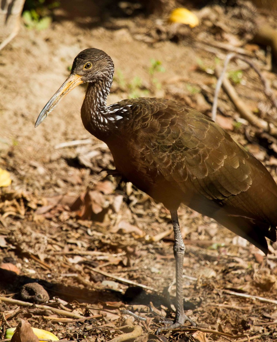 Limpkin - Fernando Díaz I Albatross Birding Chile