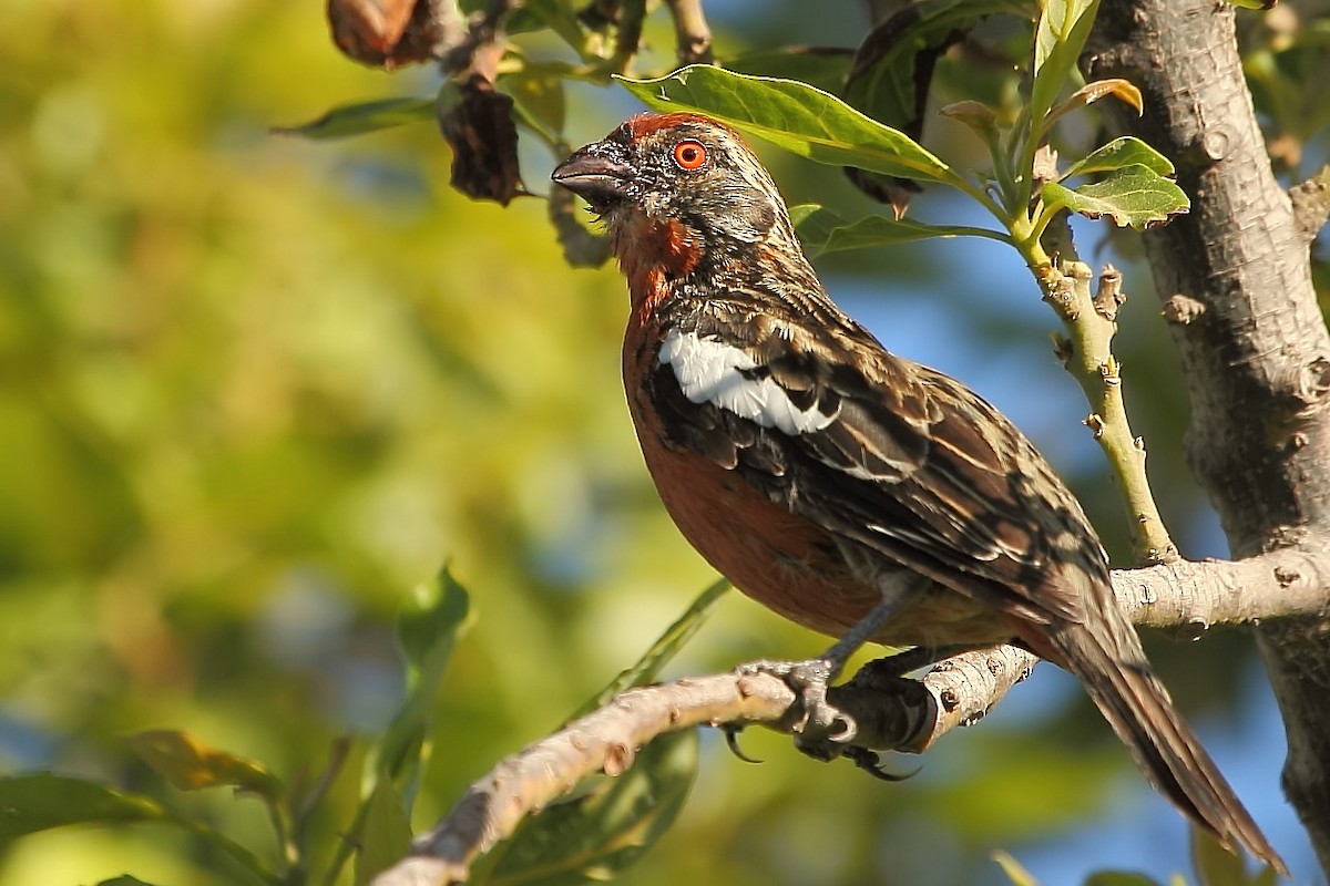 Rufous-tailed Plantcutter - Pablo Andrés Cáceres Contreras