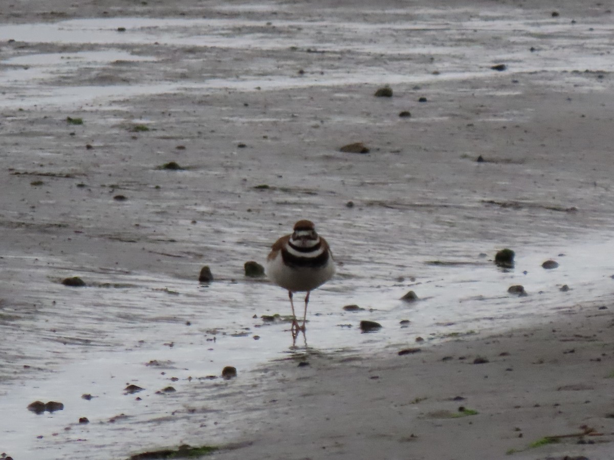 Killdeer - ML342641121