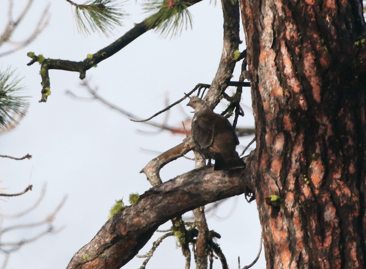 Dusky Grouse - ML342641691