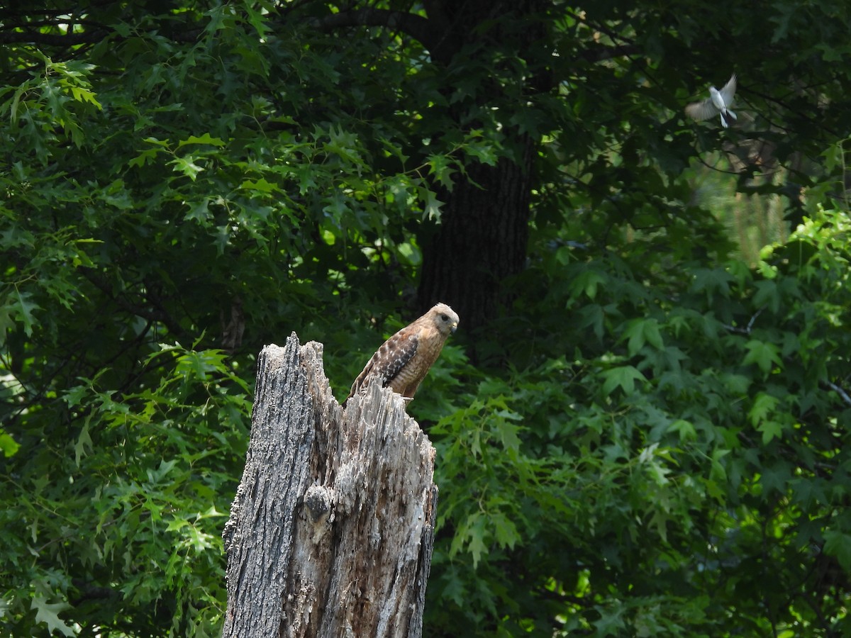 káně páskovaná - ML342641761