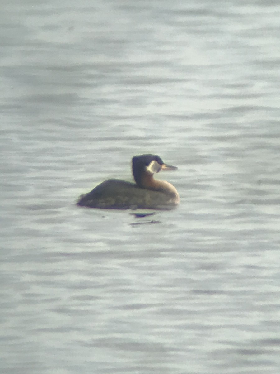 Red-necked Grebe - ML342642601