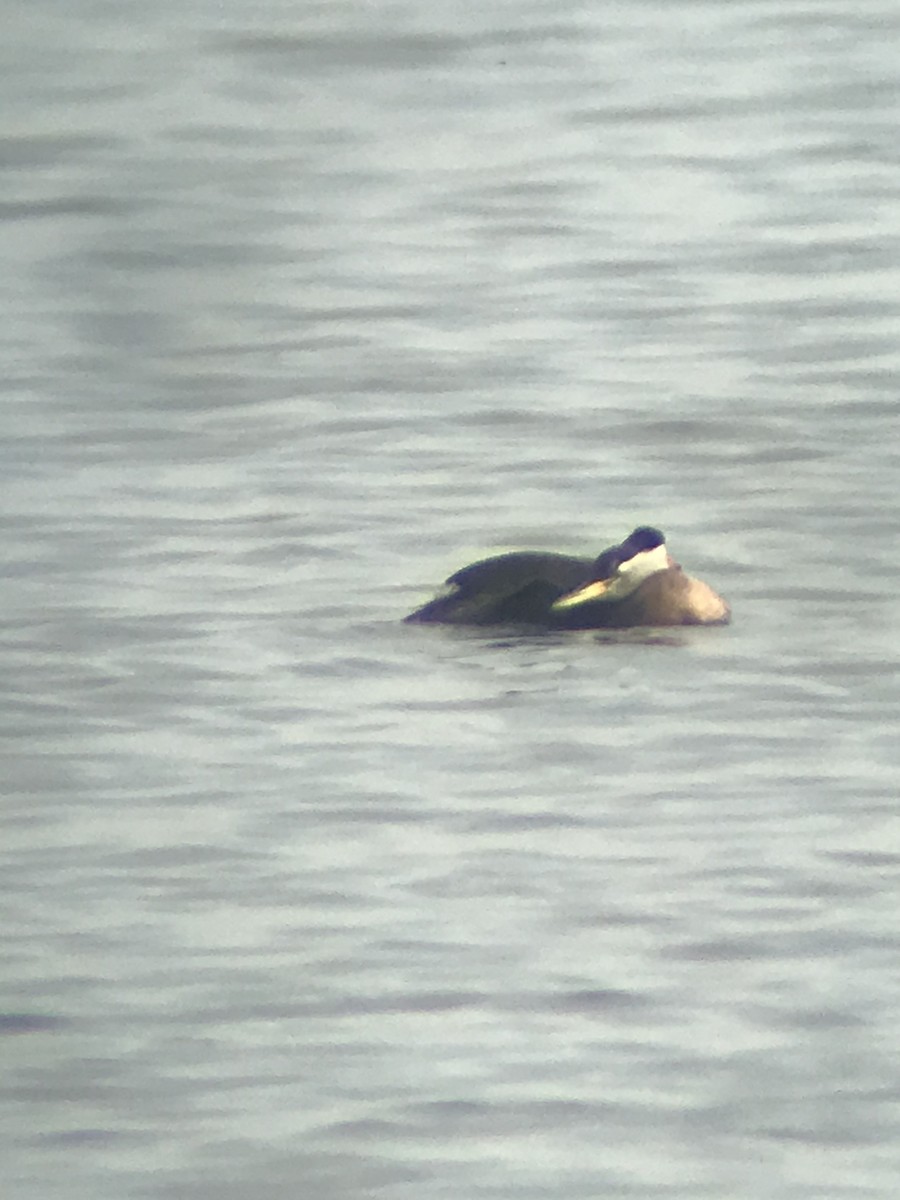 Red-necked Grebe - ML342642611