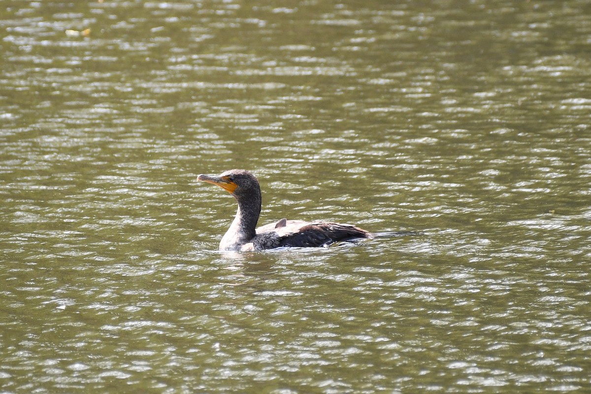 Cormoran à aigrettes - ML342642631