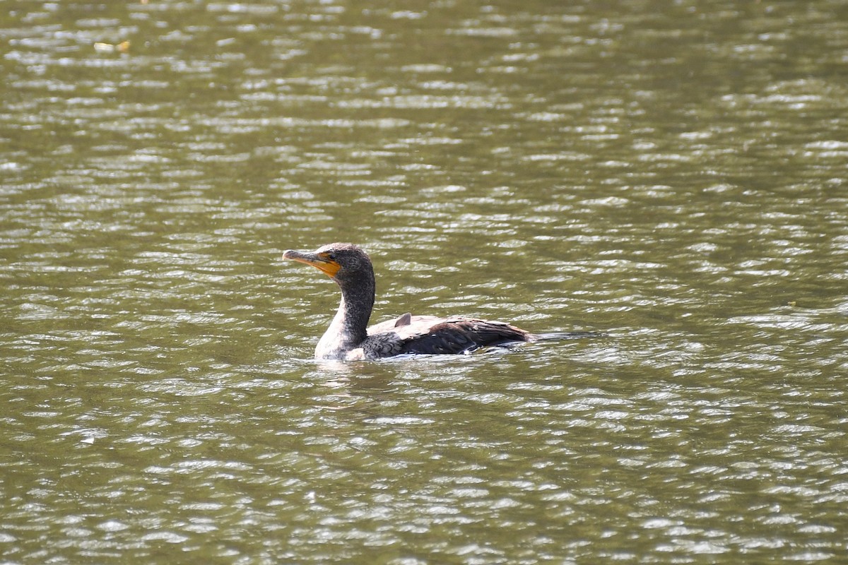 Double-crested Cormorant - ML342642631