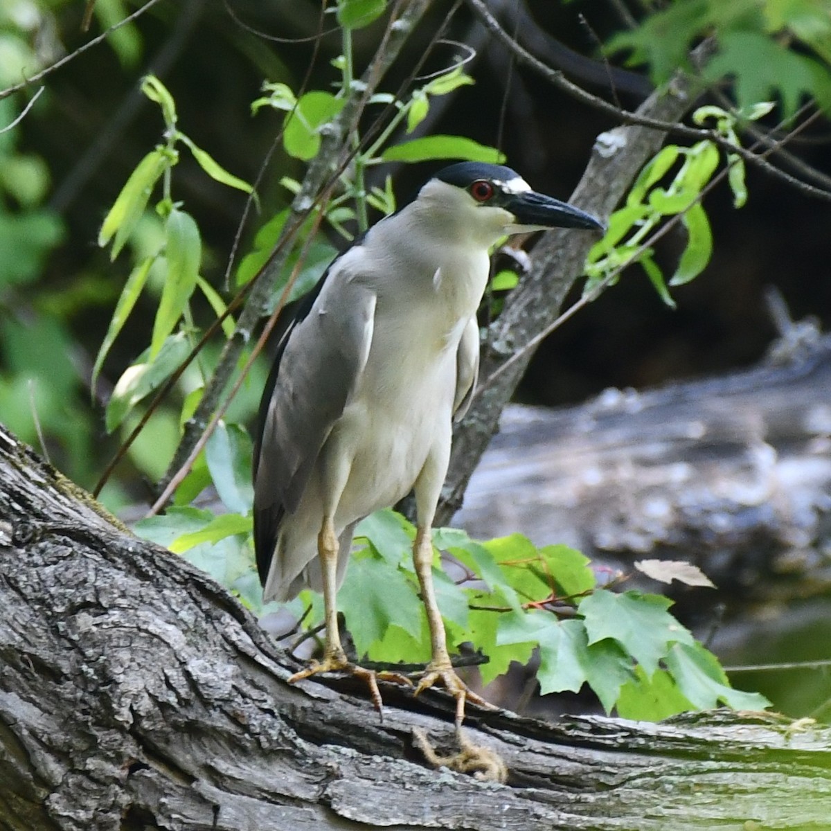 Black-crowned Night Heron - ML342642901