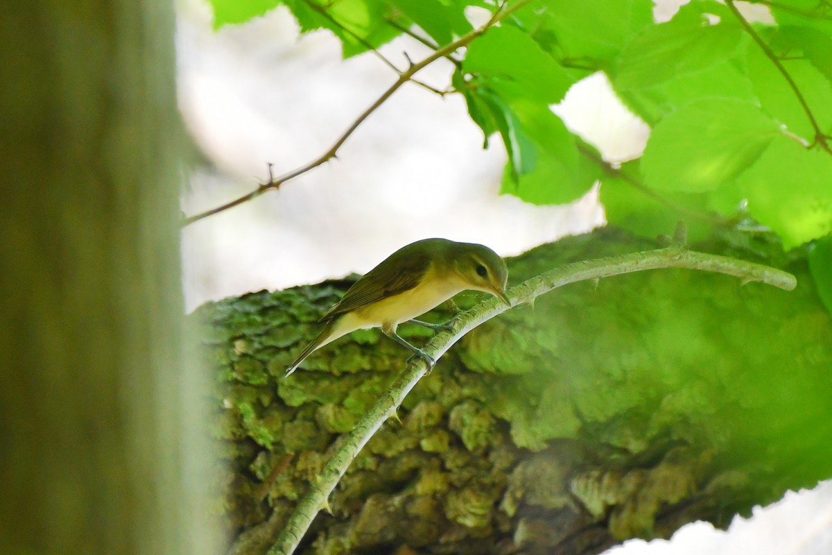 Warbling Vireo - ML342643101