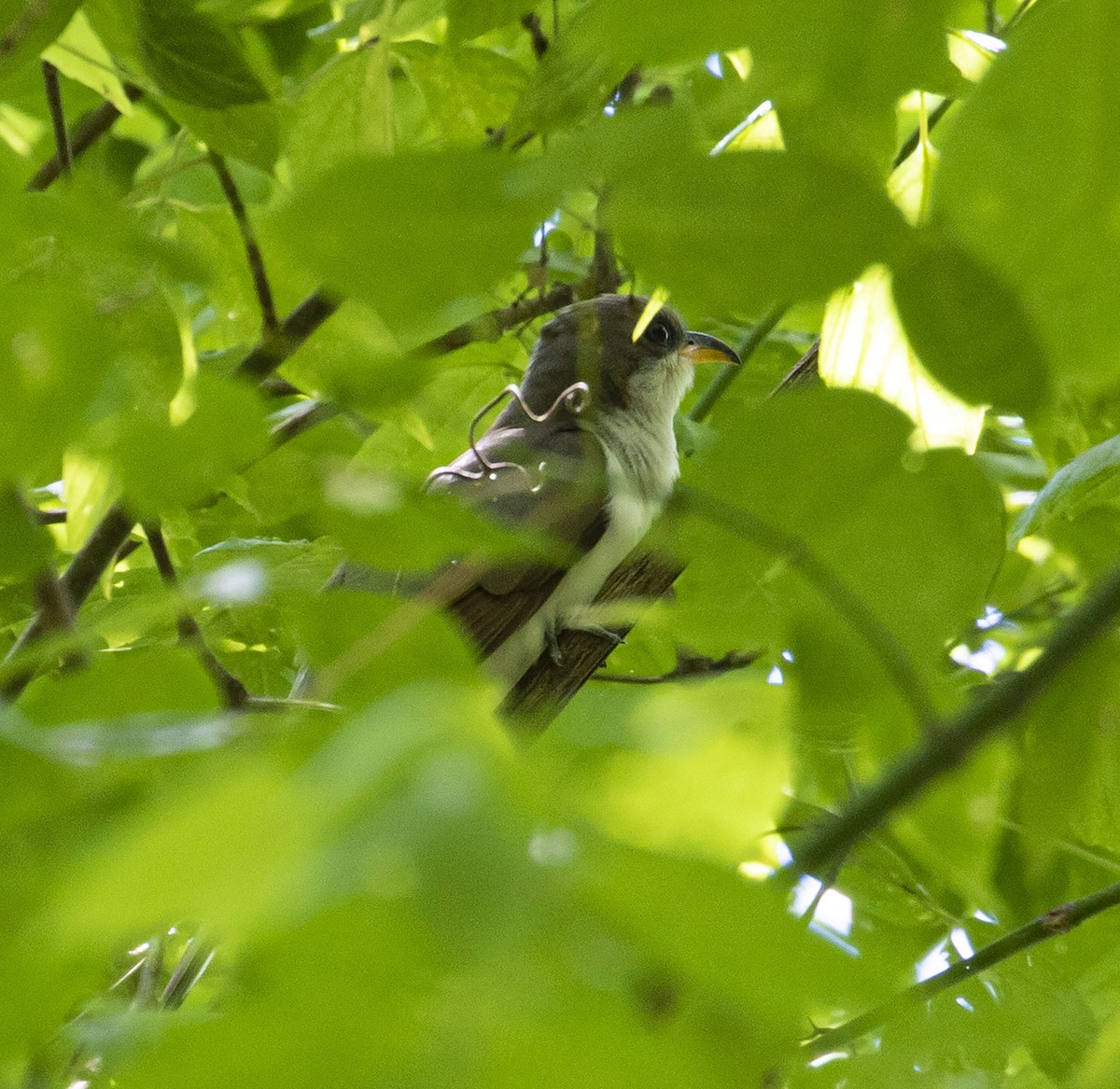 Yellow-billed Cuckoo - Jason Lott