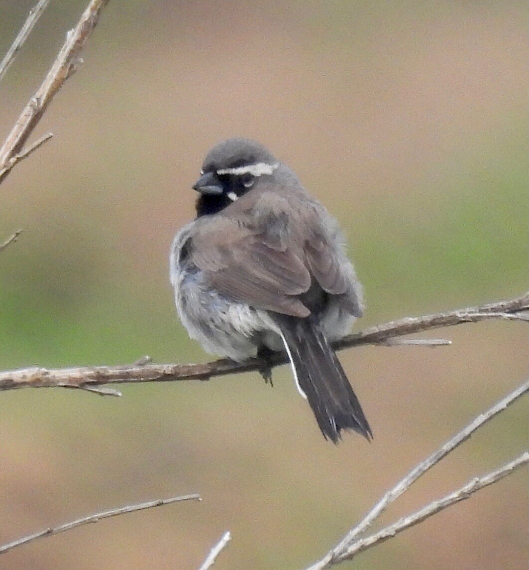 Black-throated Sparrow - ML342643721