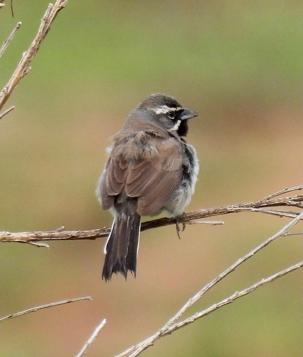 Black-throated Sparrow - ML342643751