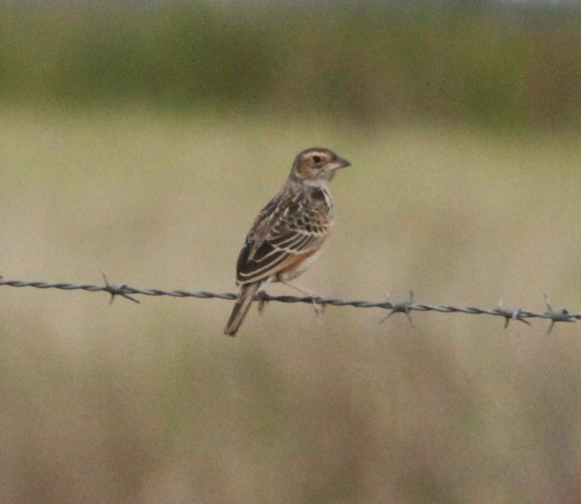 Singing Bushlark (Australasian) - ML34264421