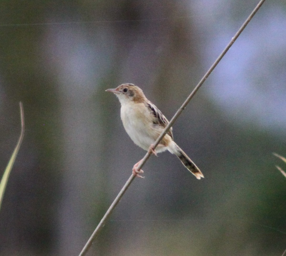 Golden-headed Cisticola - ML34264591