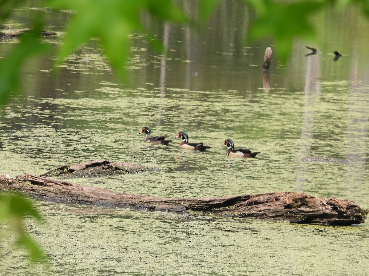 Wood Duck - ML342646711