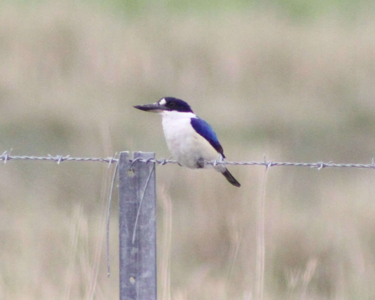 Forest Kingfisher - ML34264791