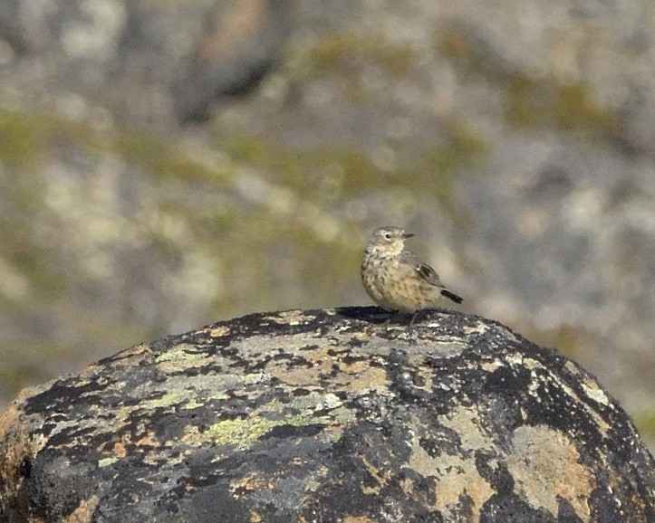 American Pipit - Heather Pickard