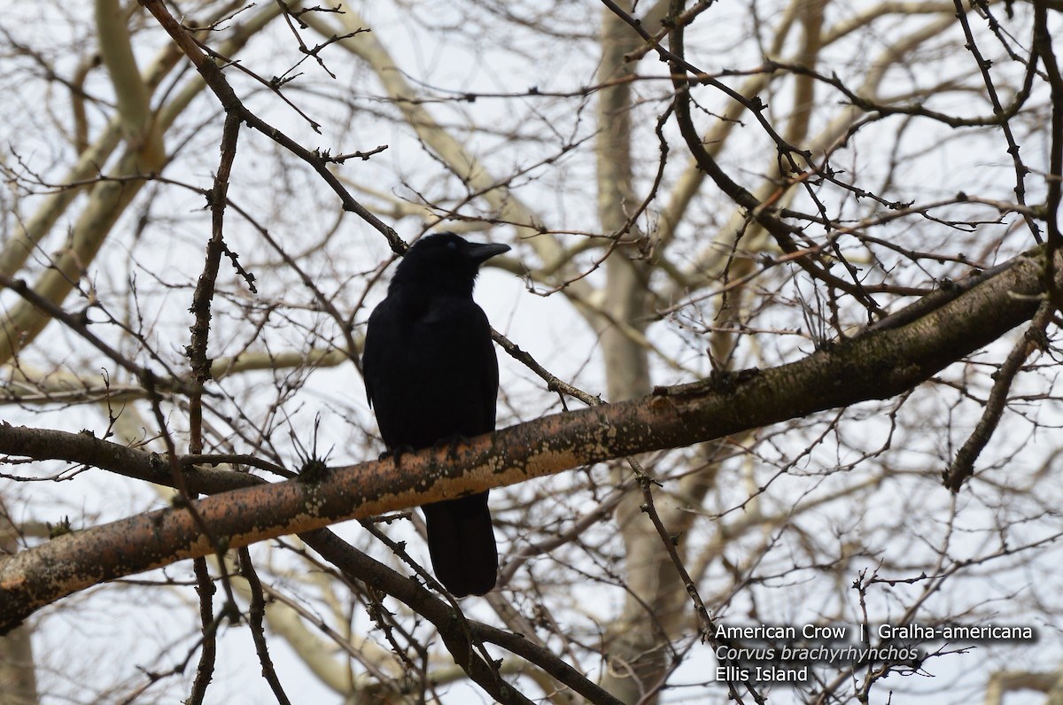 American Crow - ML34265111