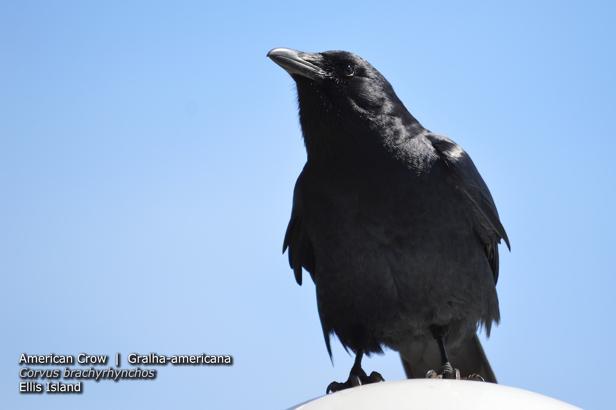 American Crow - ML34265121