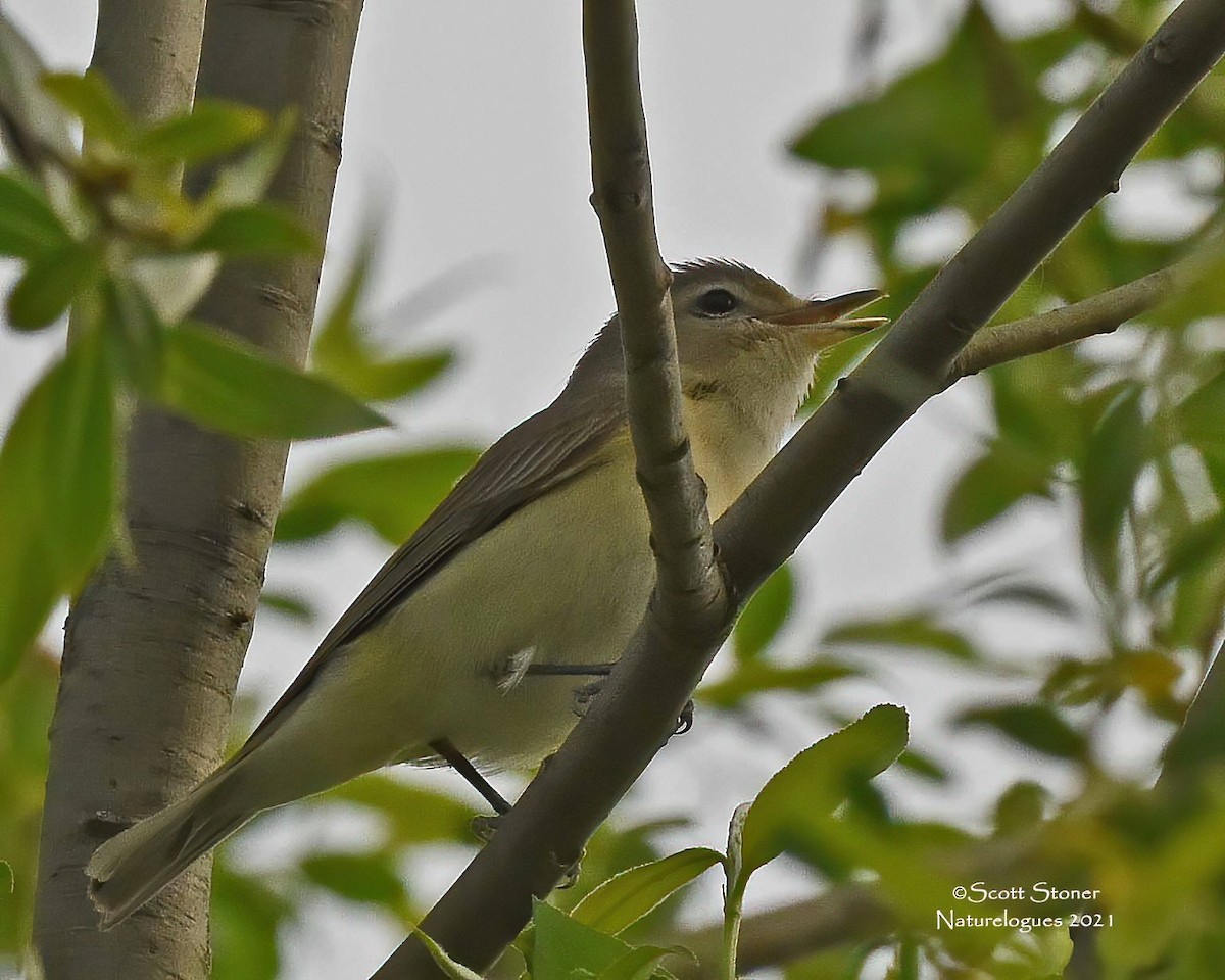 Warbling Vireo - ML342652301