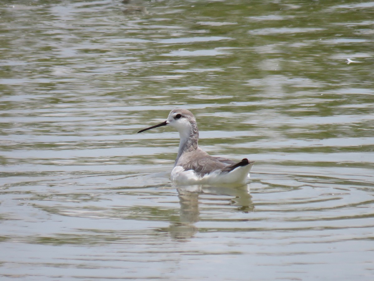 Phalarope de Wilson - ML34265381