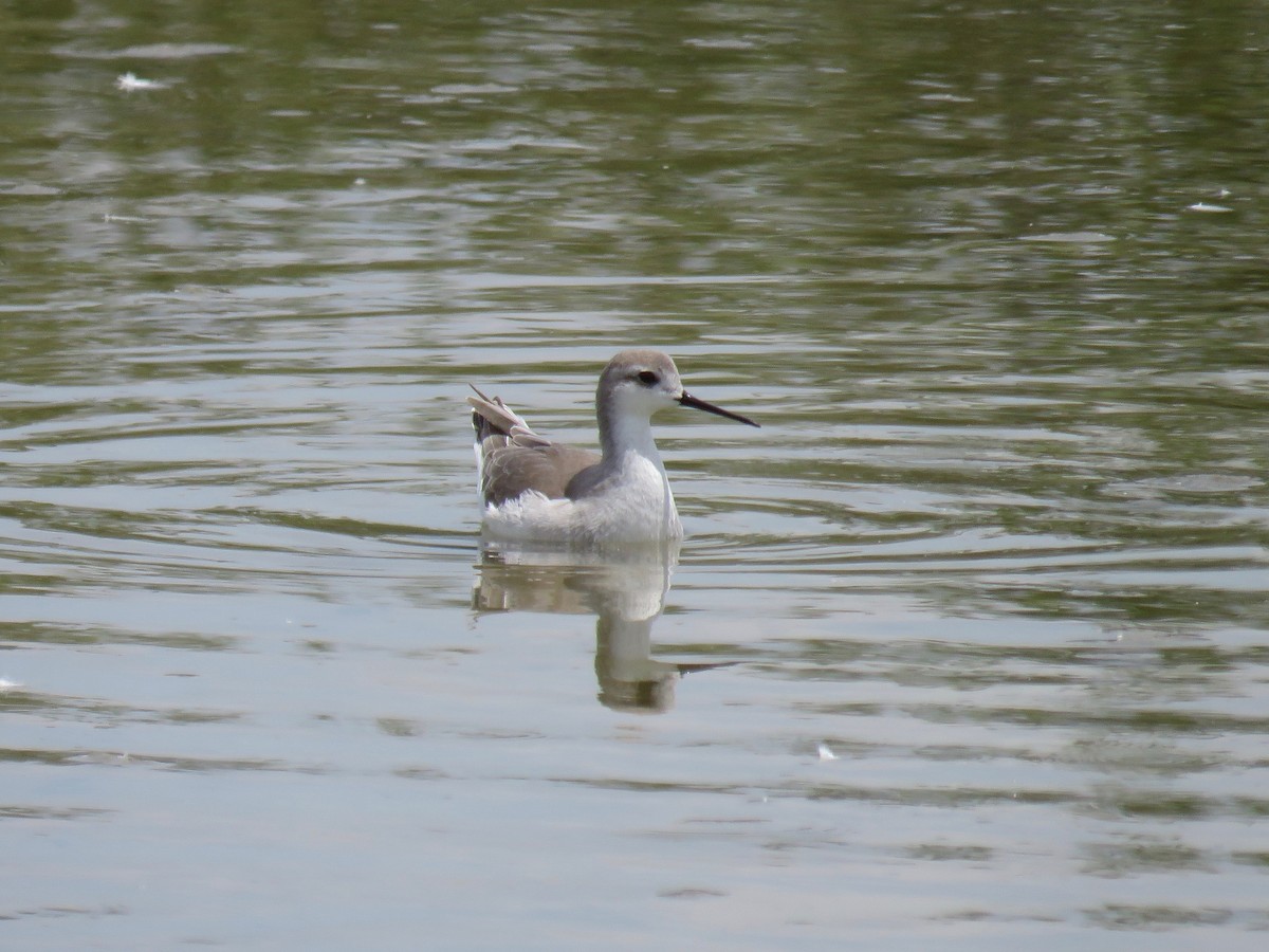 Phalarope de Wilson - ML34265431