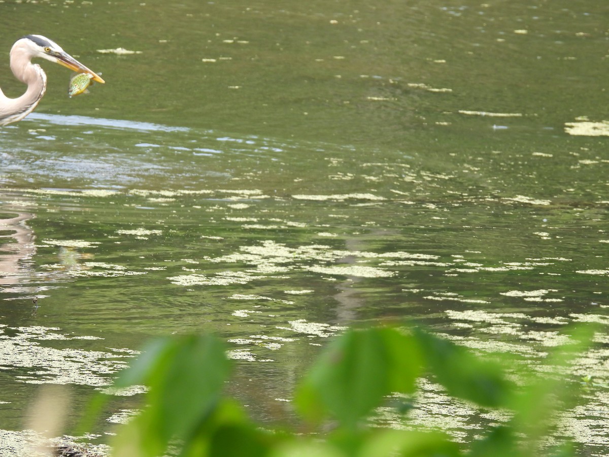 volavka velká - ML342655511