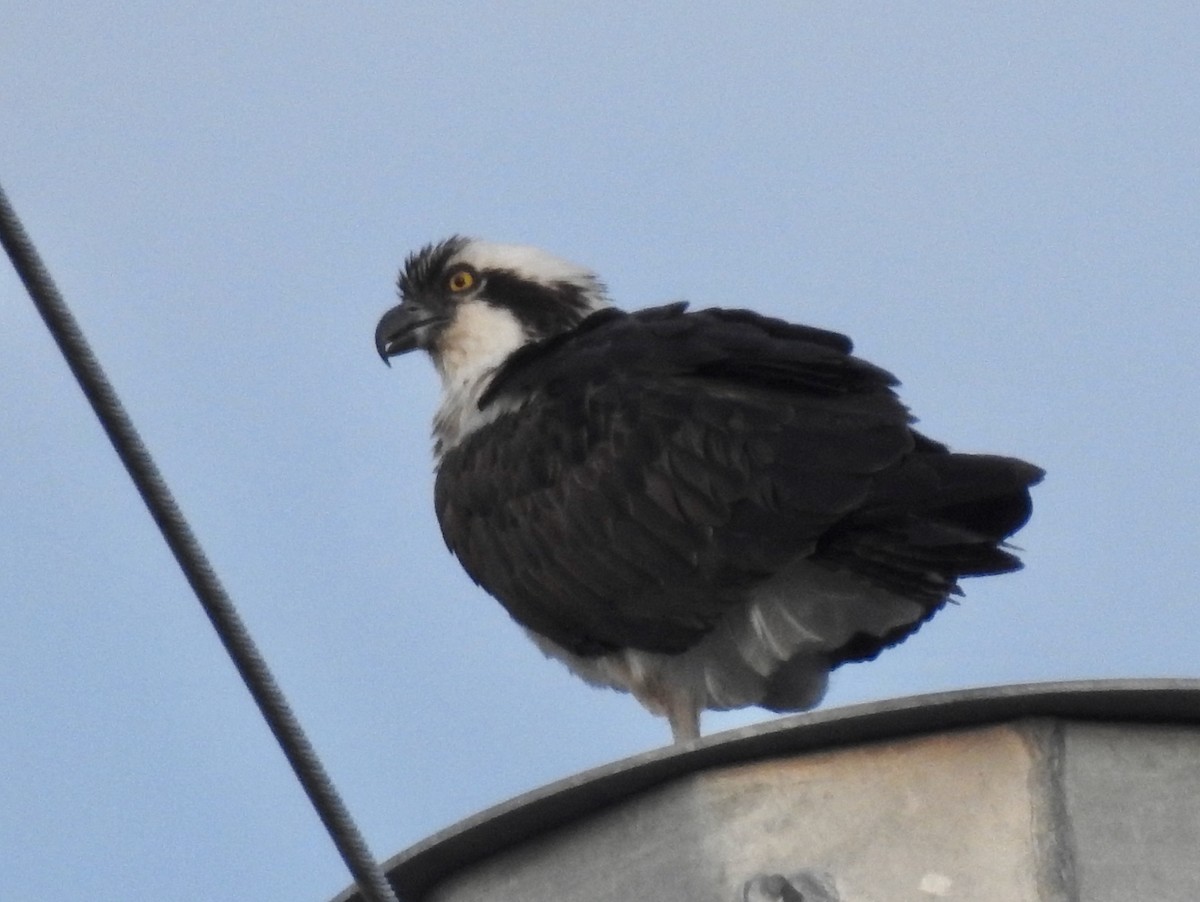 Águila Pescadora - ML342655951