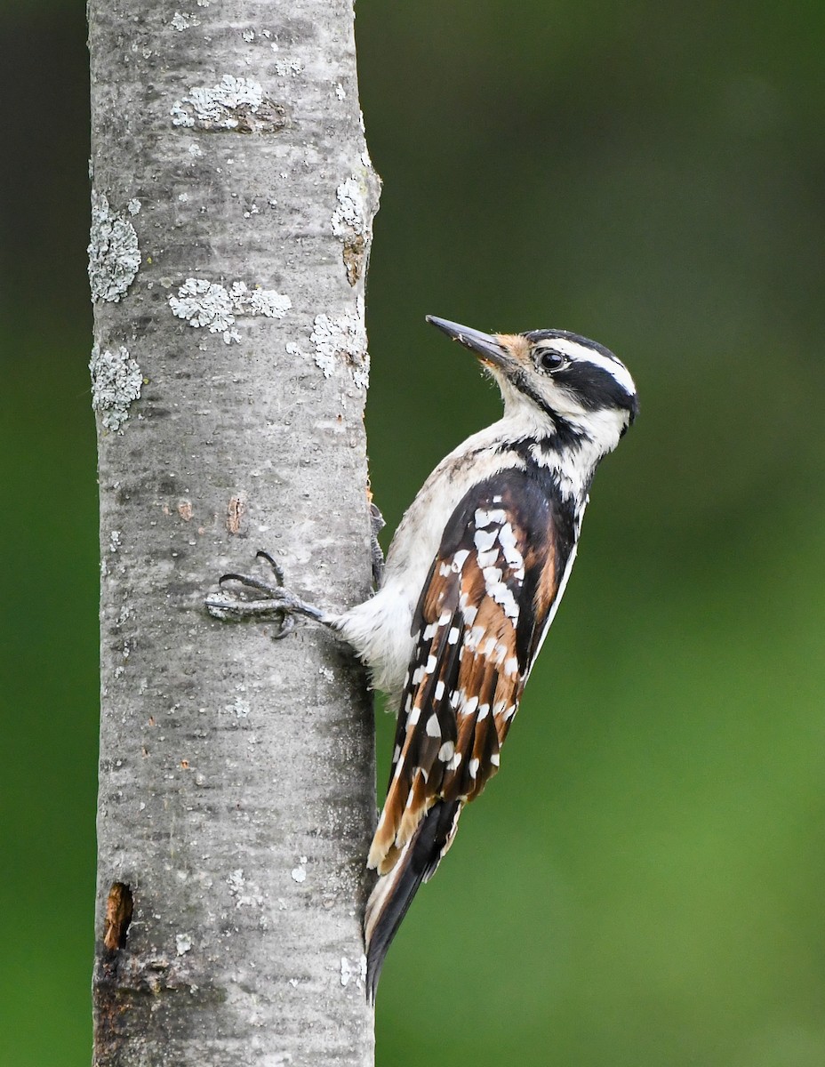 Hairy Woodpecker - ML342656161