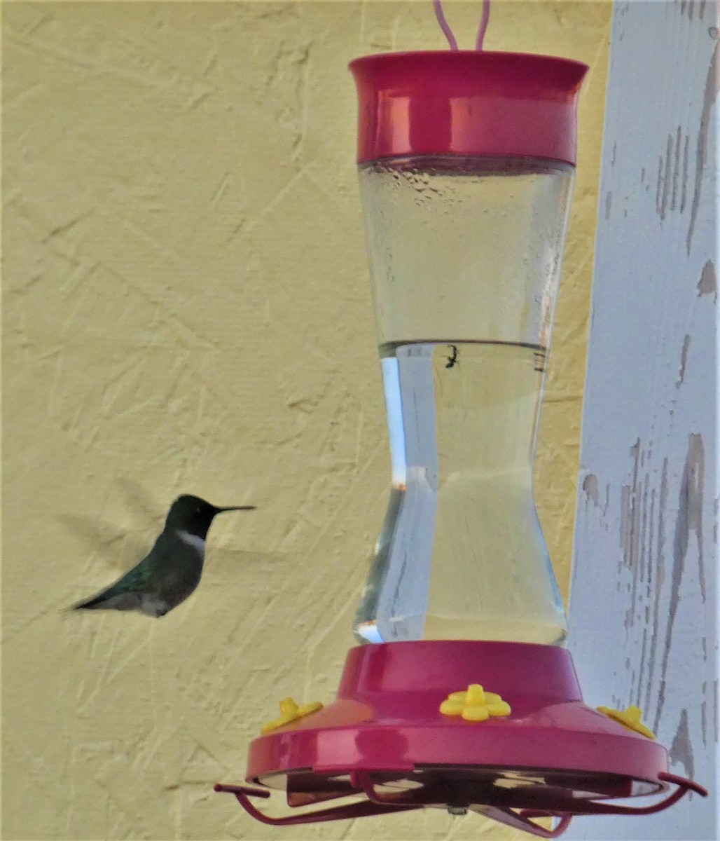Ruby-throated Hummingbird - ML342656581