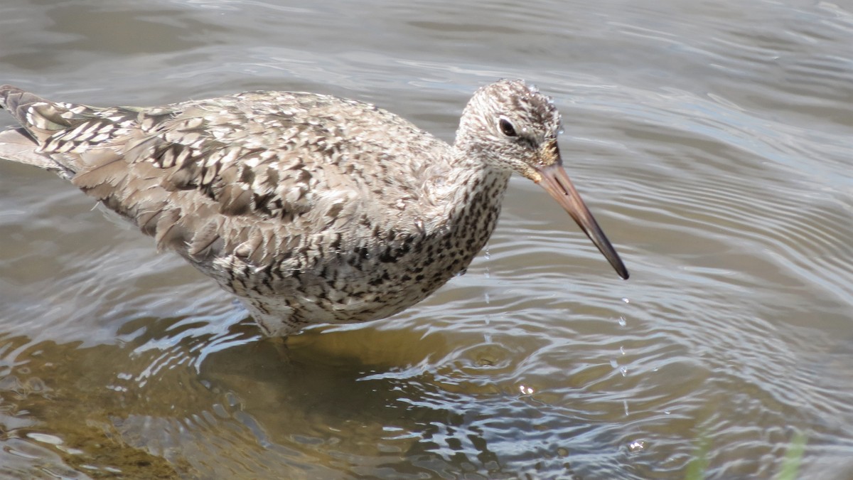 Willet - ML342657421