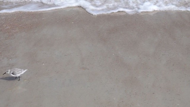 sandløper - ML342657601