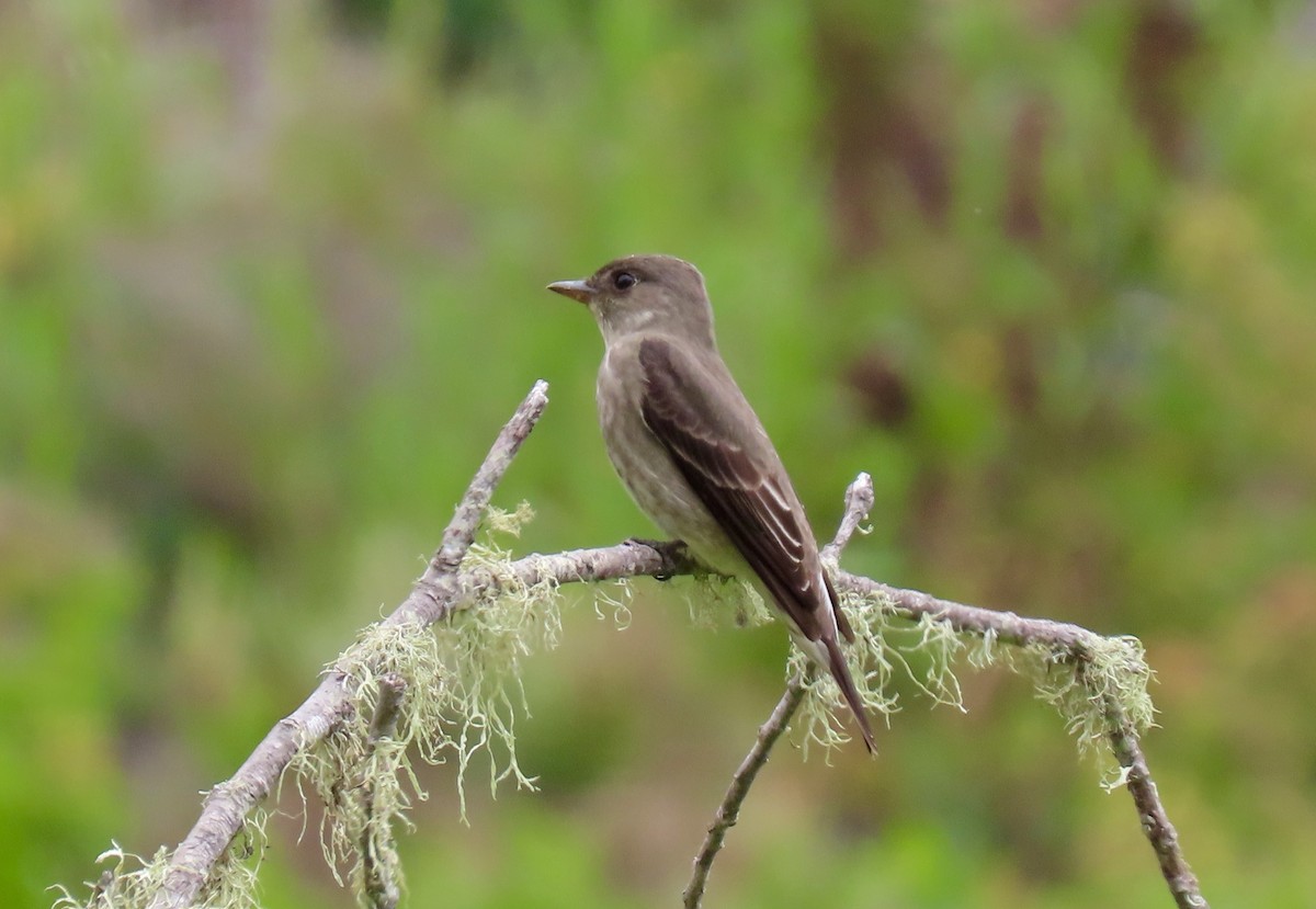 Olive-sided Flycatcher - ML342657981