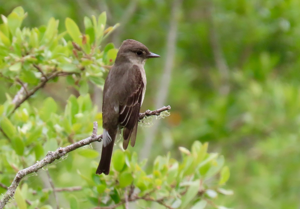 Olive-sided Flycatcher - Petra Clayton