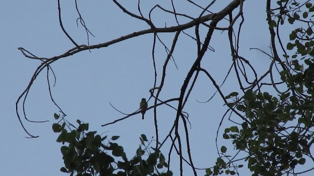 Western Flycatcher (Cordilleran) - ML342658021