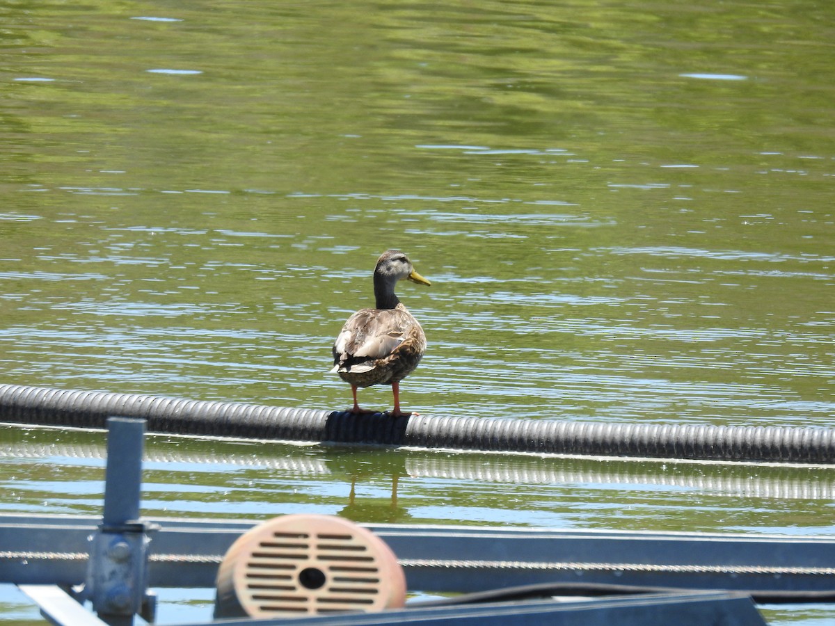 Mexican Duck - ML342660821