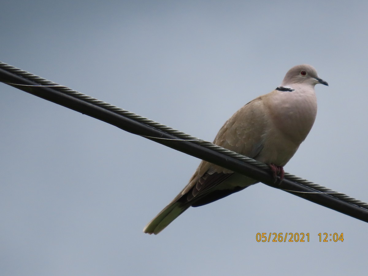 Eurasian Collared-Dove - Cayce and Gail Warf