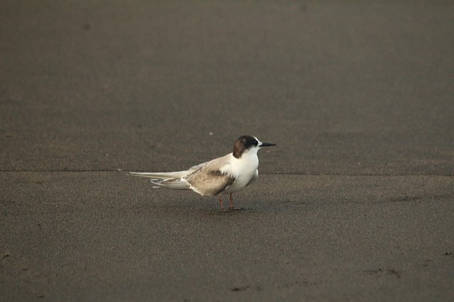 Common Tern - ML34266231