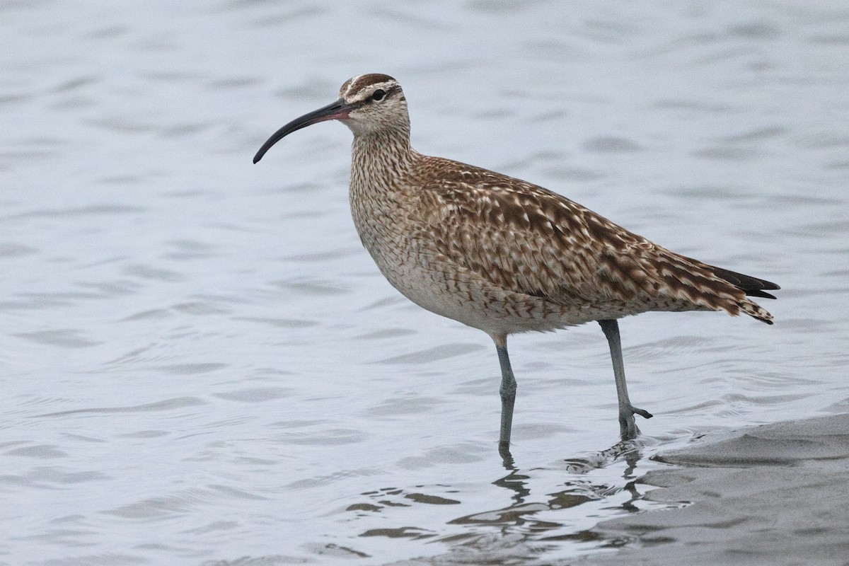 Hudsonian Whimbrel - ML342662681