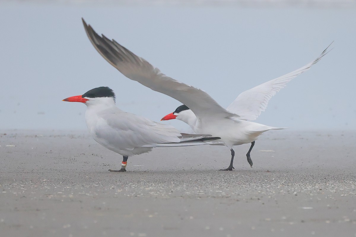 Caspian Tern - ML342662831
