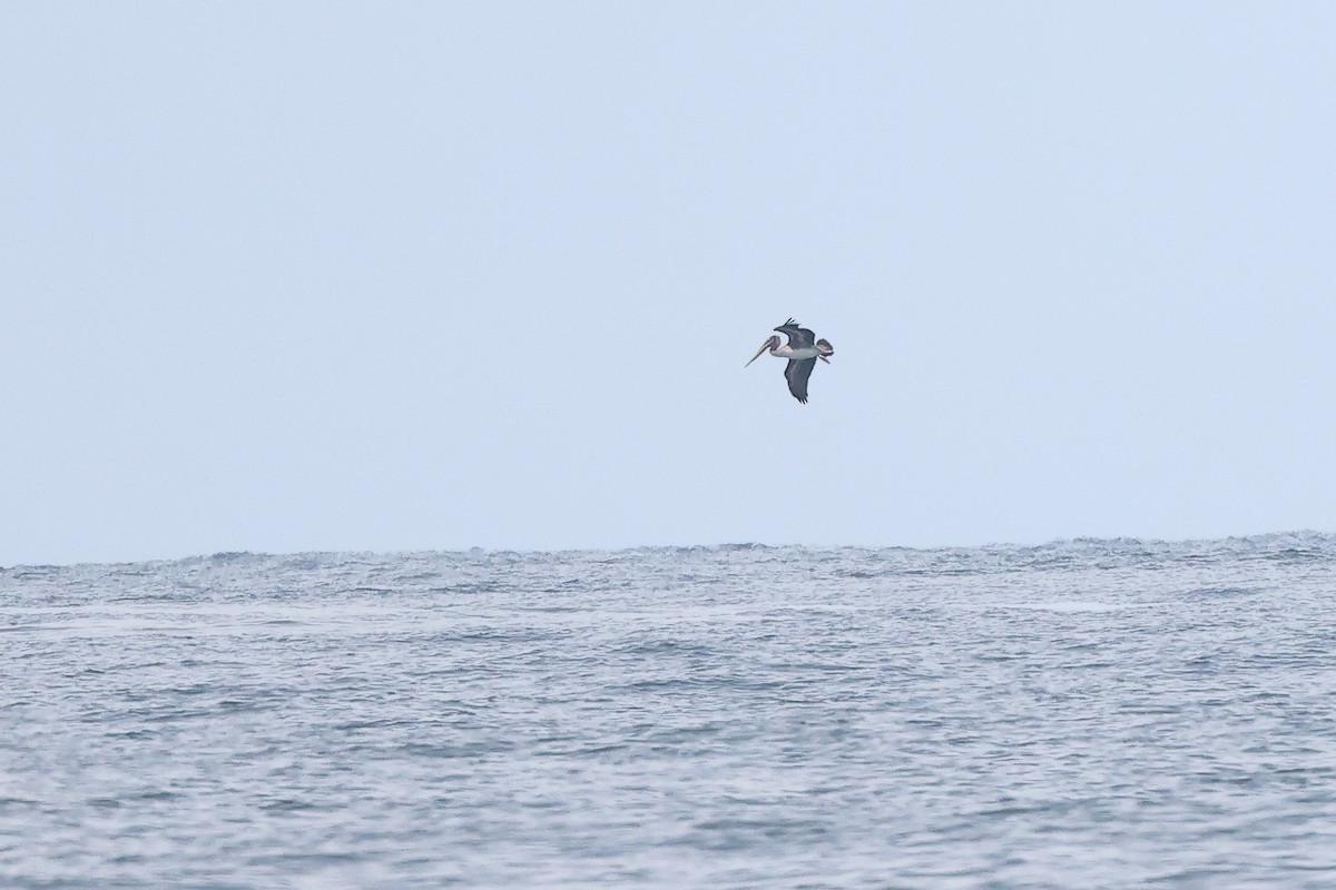 Brown Pelican - ML342662861