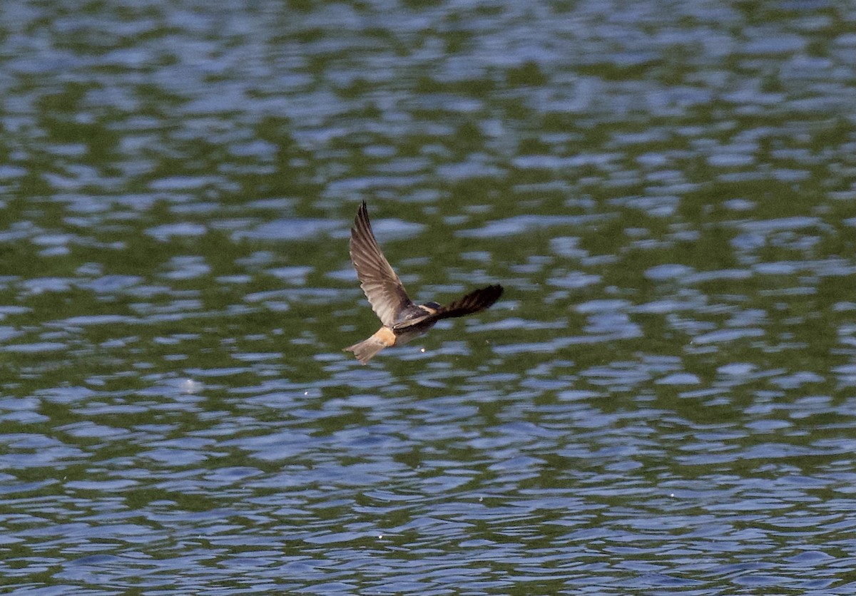 Cliff Swallow - ML342662871