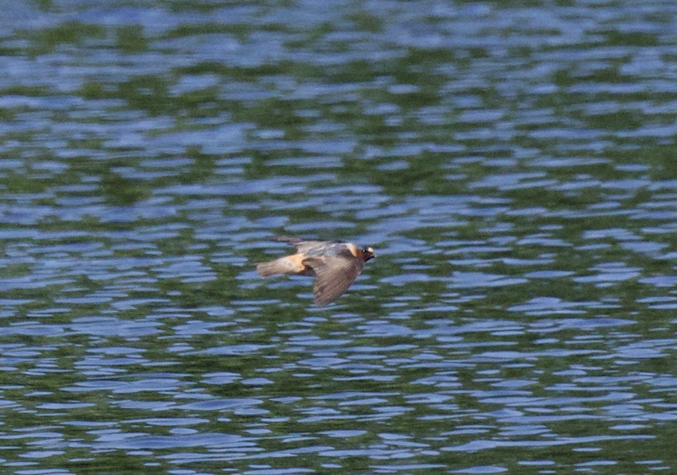 Cliff Swallow - ML342662881