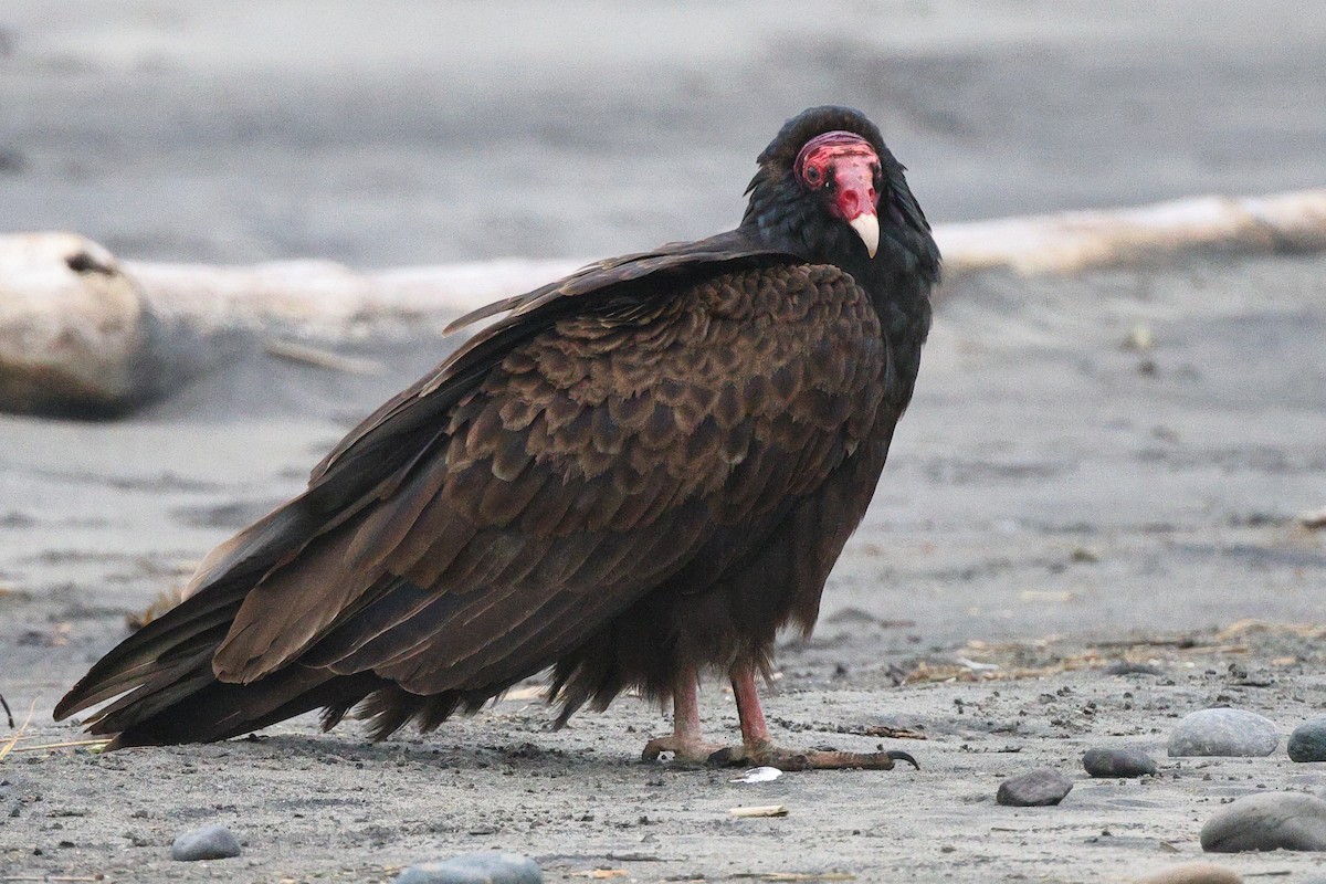 Turkey Vulture - ML342662991