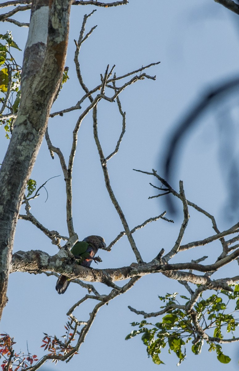 Red-fan Parrot - Giselle Mangini