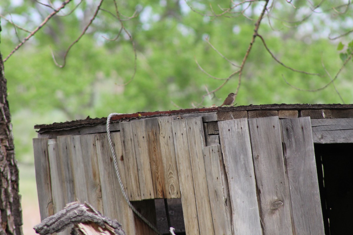 Northern House Wren - ML342664341