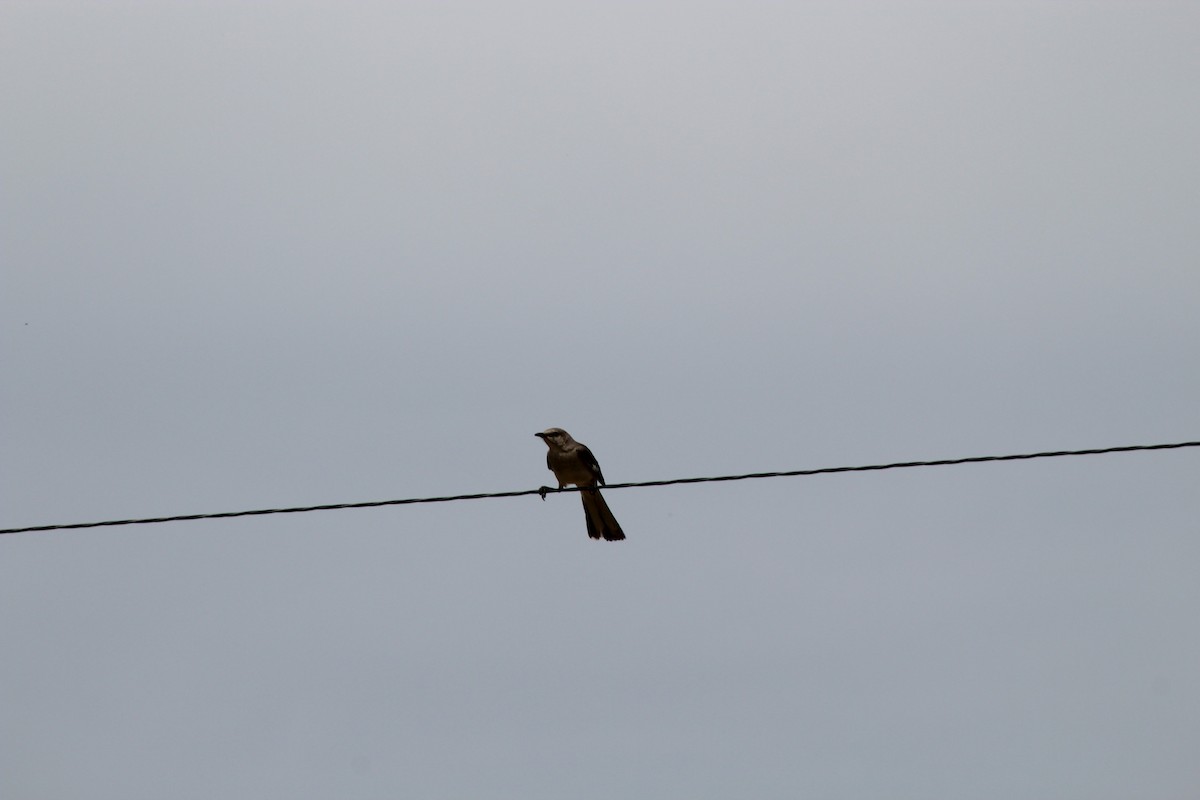 Northern Mockingbird - ML342665301