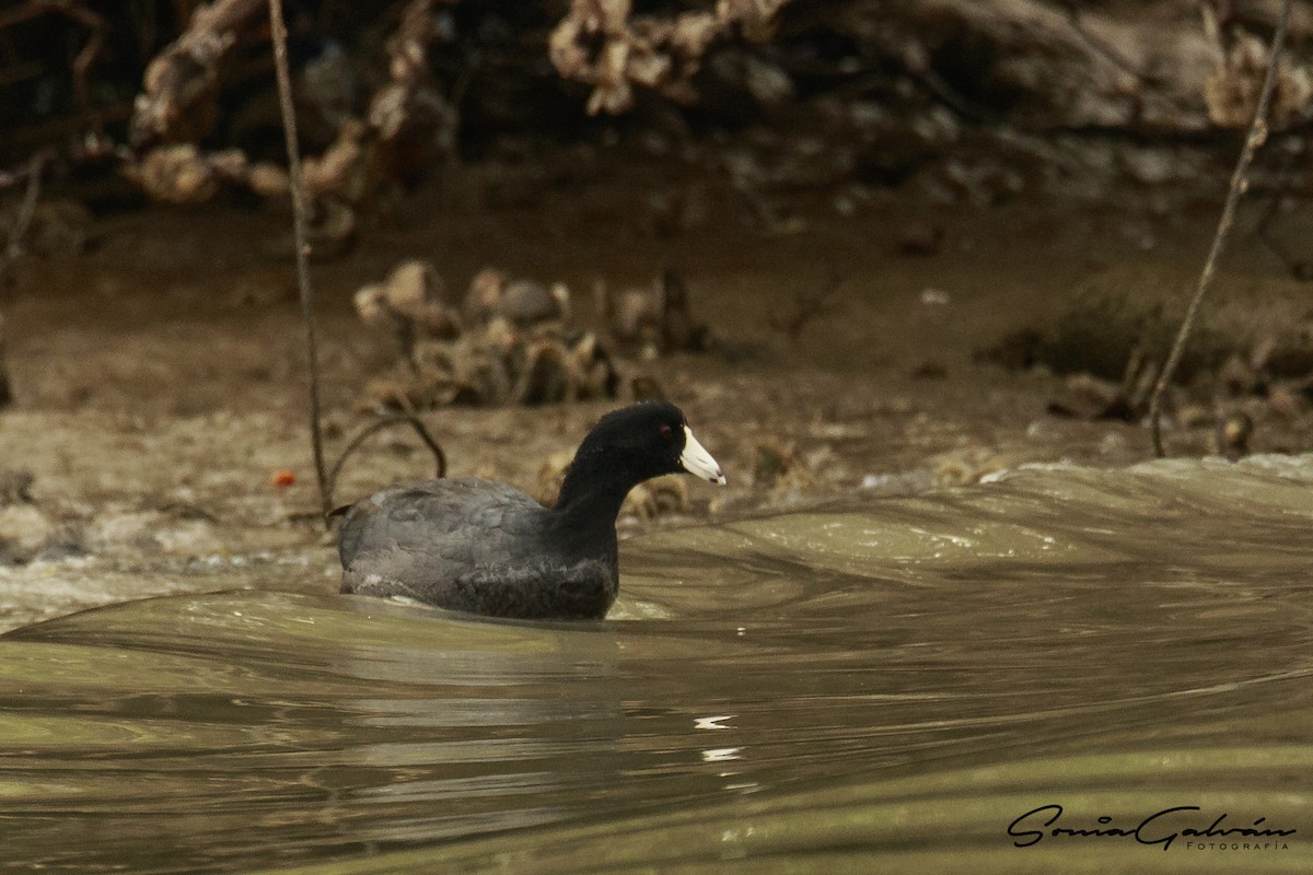 American Coot - ML342665501