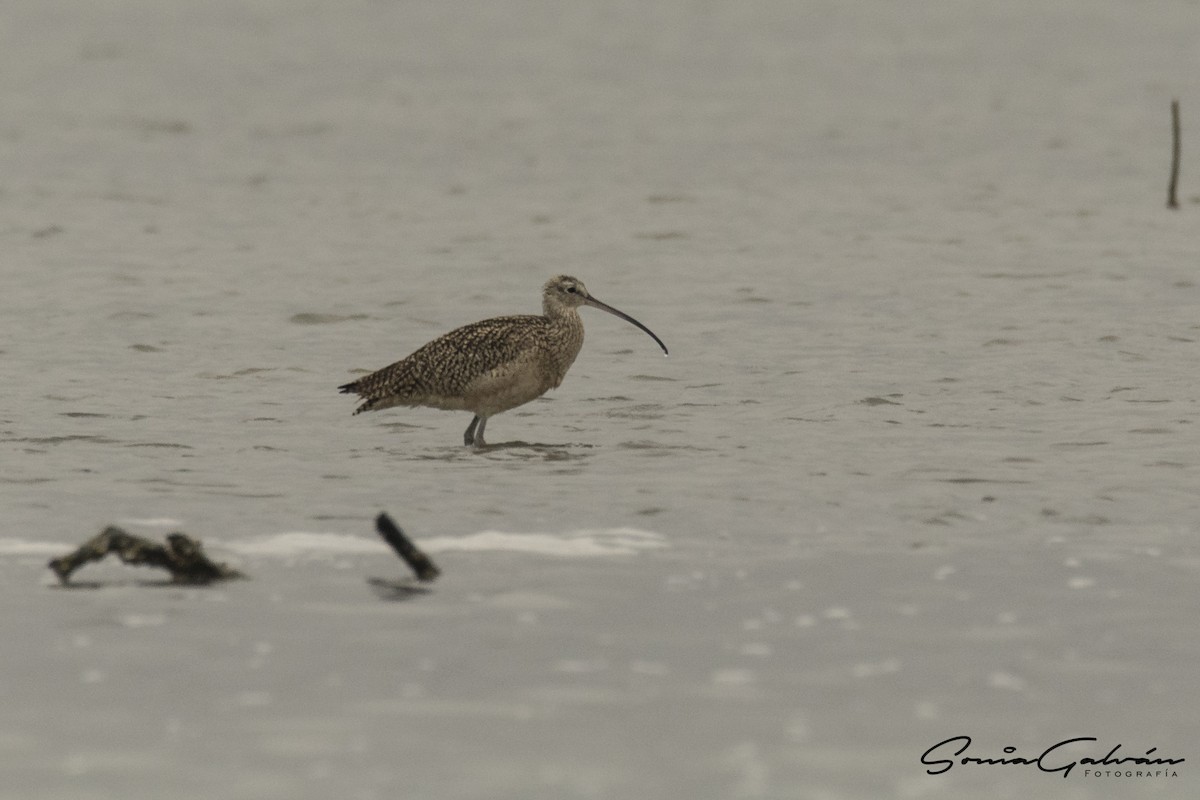 Long-billed Curlew - Sonia Galván