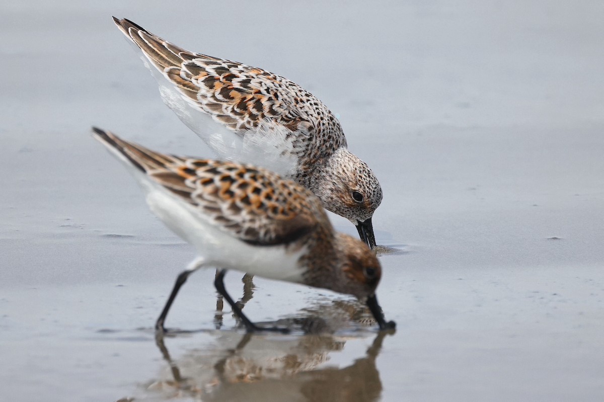 Sanderling - ML342666171