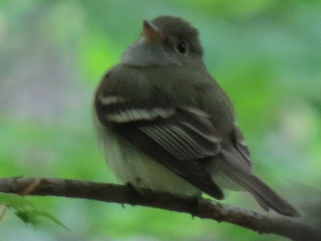 Acadian Flycatcher - ML342666921