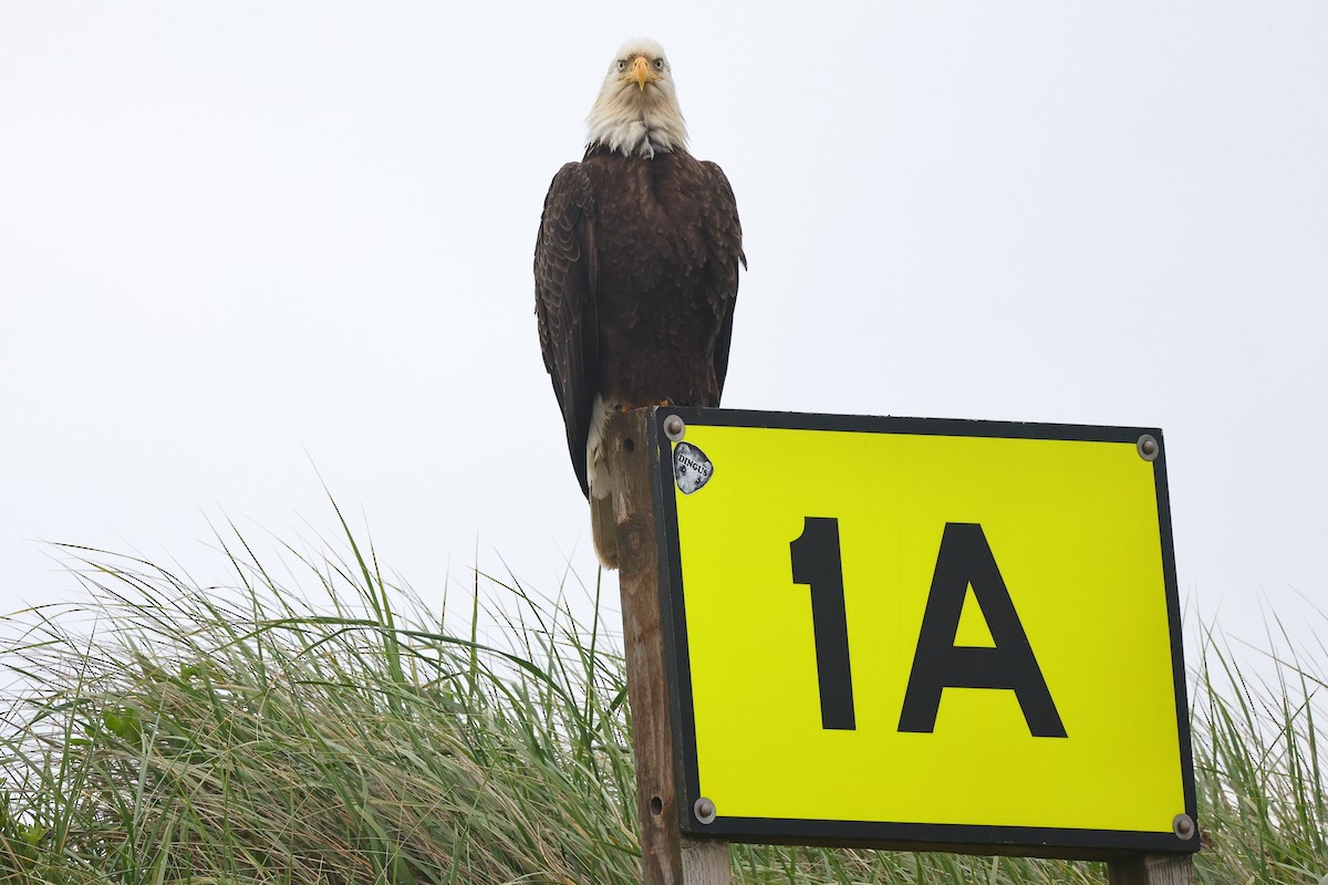 Bald Eagle - ML342667251